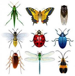 Deze week in de lente uitgave van crea idee het thema insecten werkbladen.Vind jij insecten spannend of misschien wel leuk.
